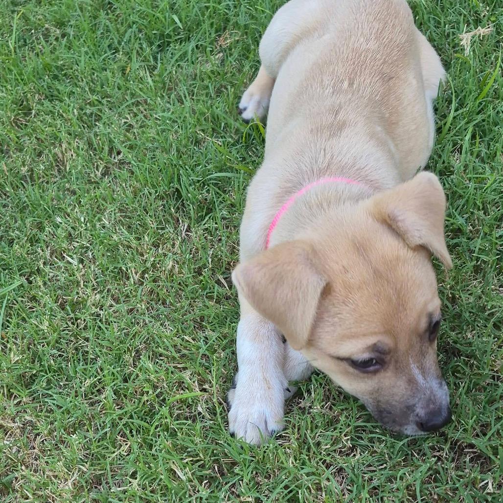 Enlarge Jessie Toystory C606, a Adoptable mixed breed in Allen, TX image 4/6