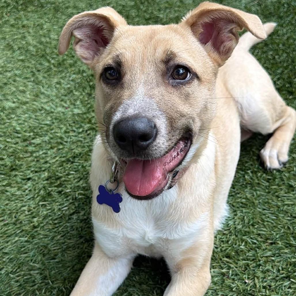 Enlarge Jessie Toystory C606, a Adoptable mixed breed in Allen, TX image 5/6