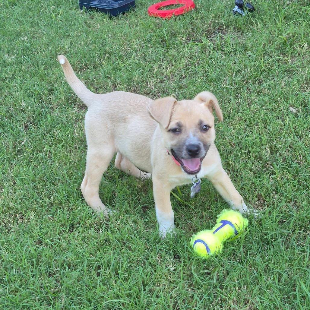 Enlarge Jessie Toystory C606, a Adoptable mixed breed in Allen, TX image 6/6