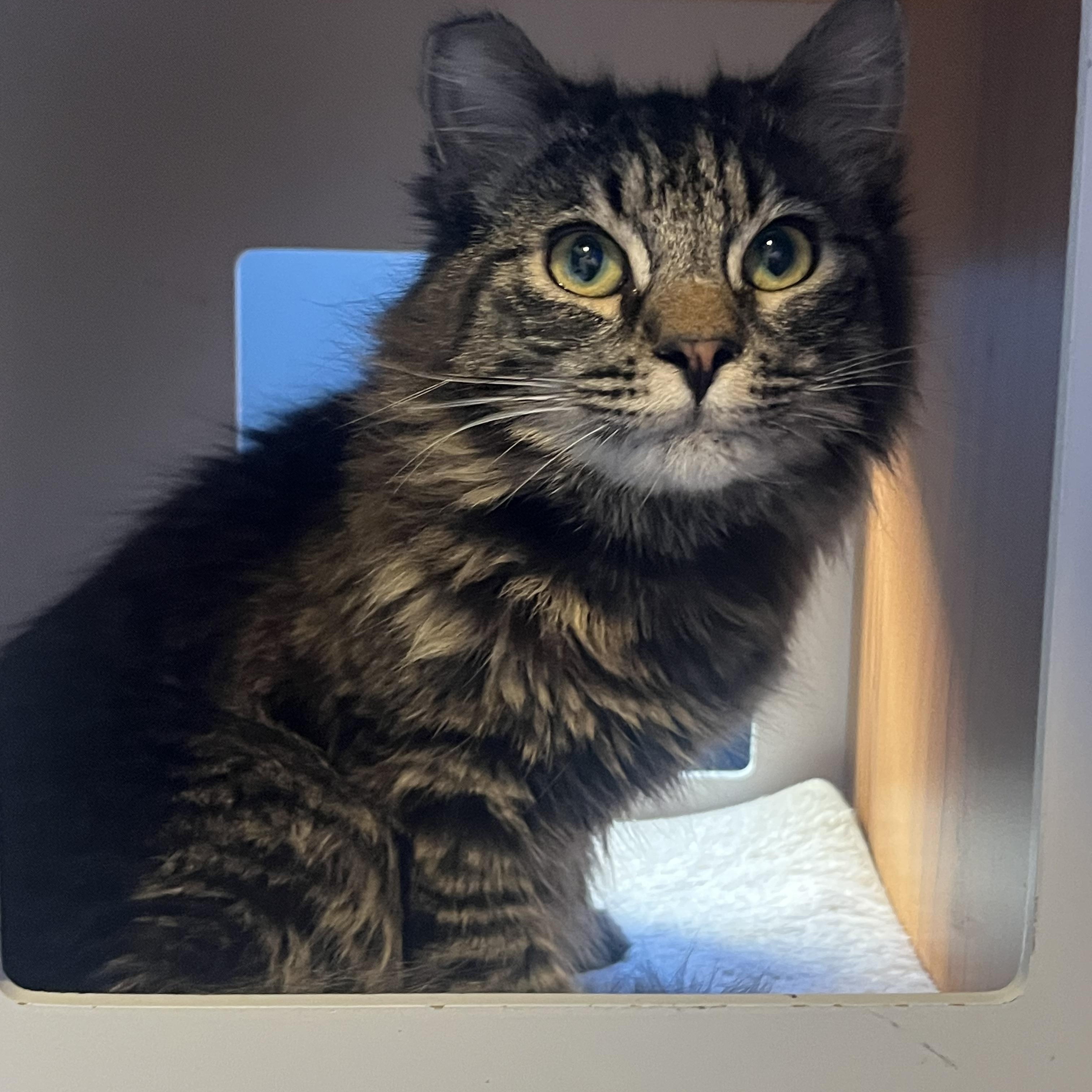 Stripey, an adoptable Domestic Medium Hair in BURNABY, BC, V3J 1N3 | Photo Image 1