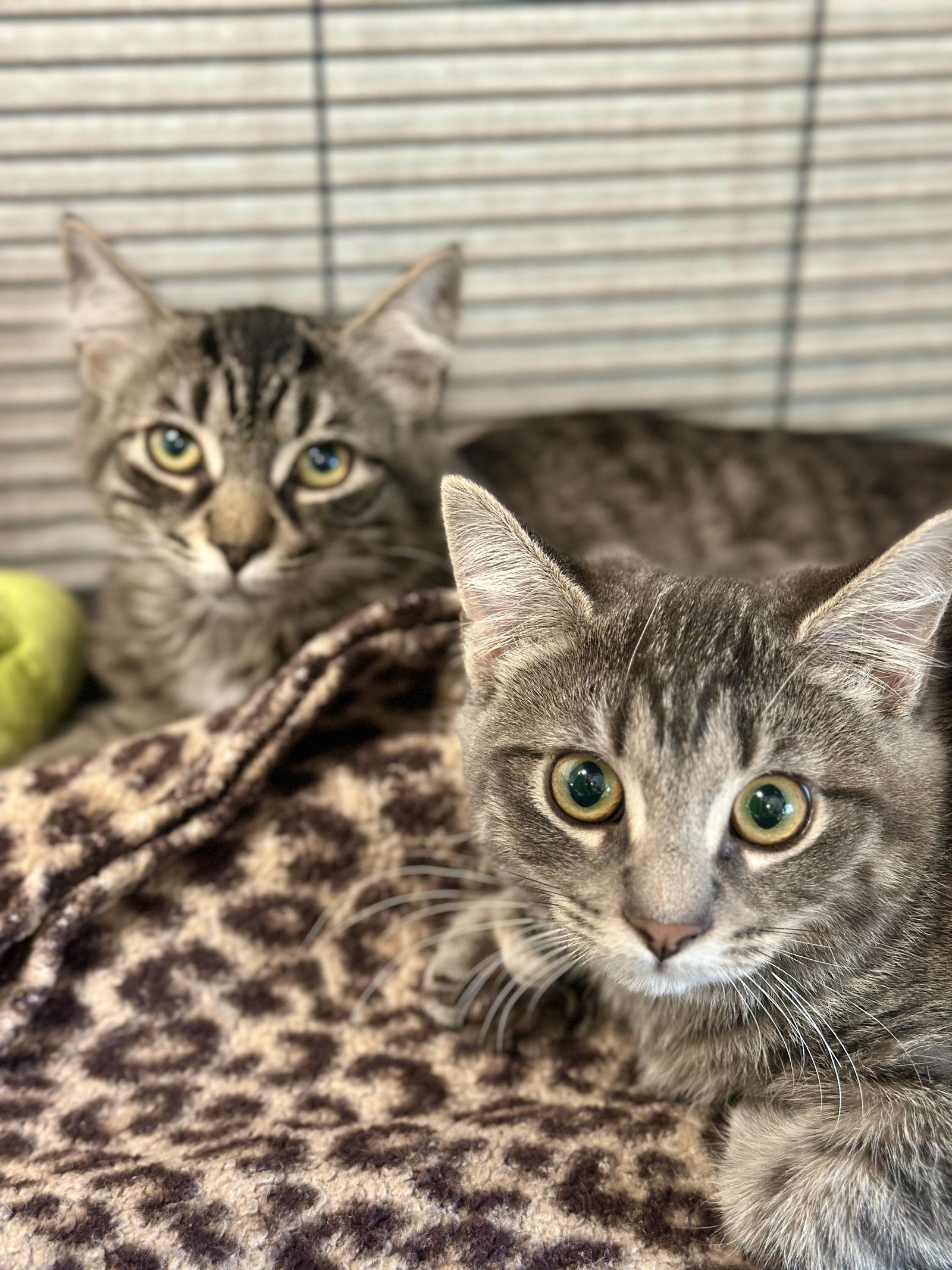 Enlarge Mira, a Adopted Domestic Medium Hair in West Cornwall, CT image 1/3