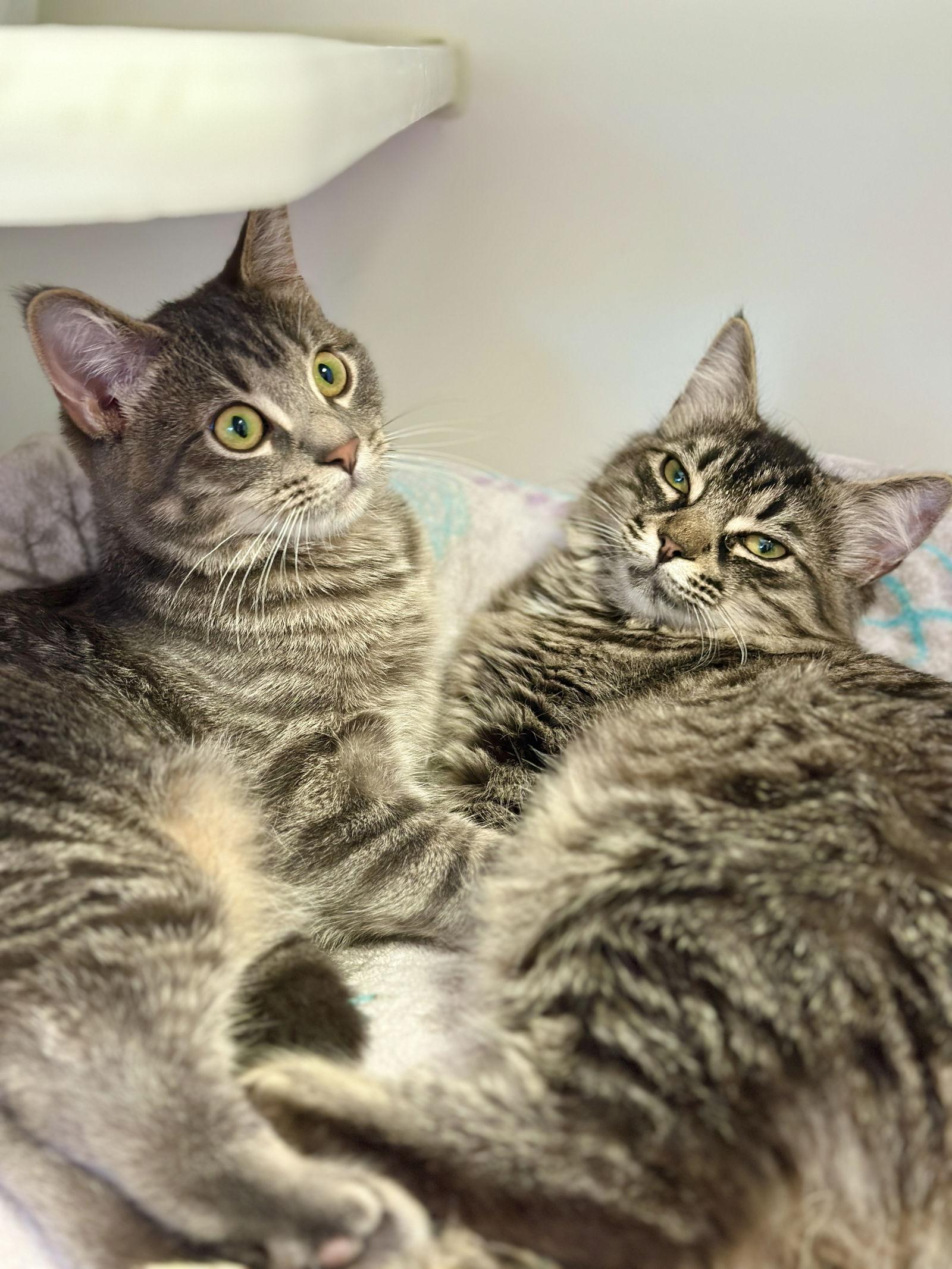 Enlarge Mira, a Adopted Domestic Medium Hair in West Cornwall, CT image 2/3