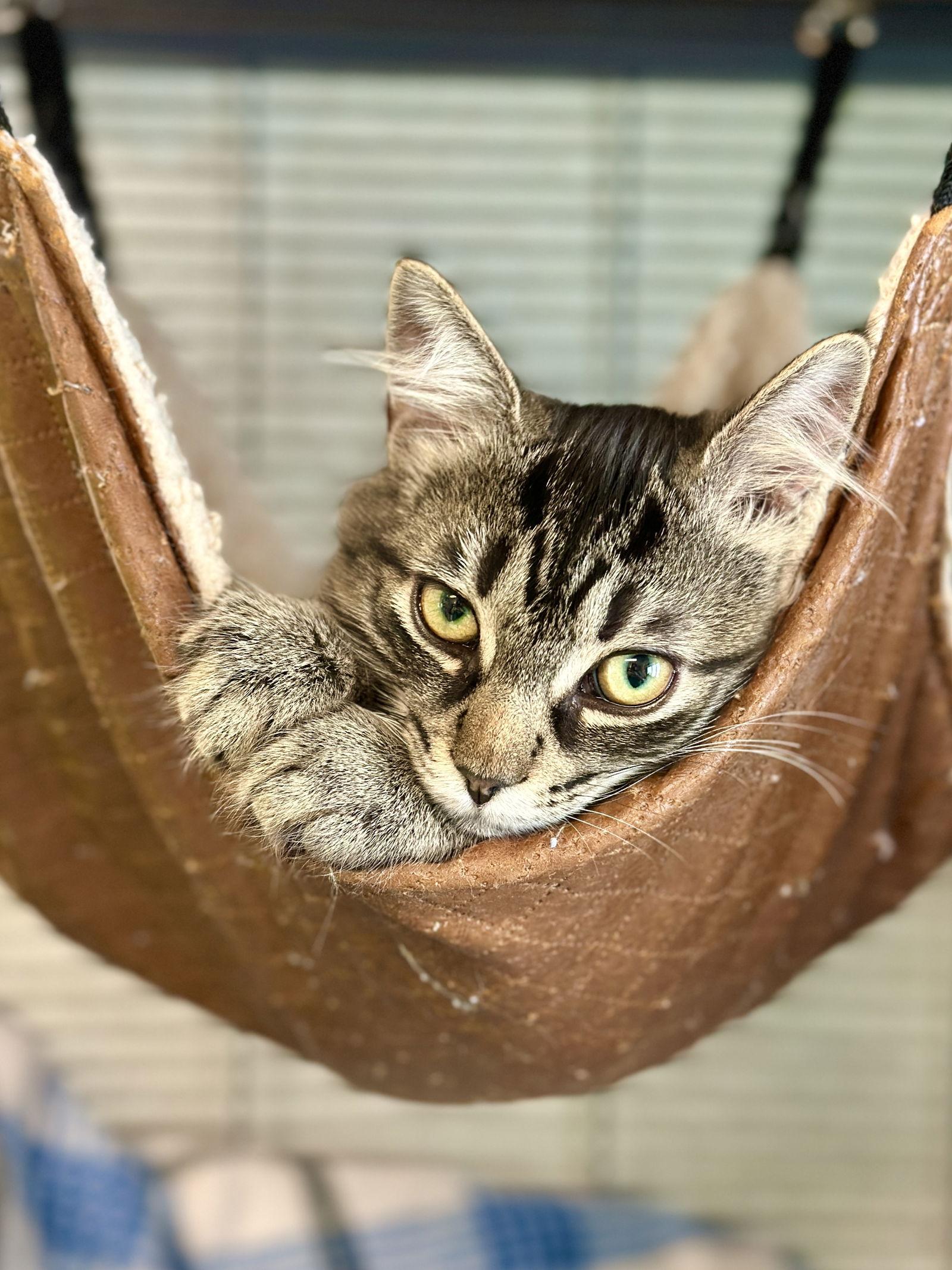 Enlarge Mira, a Adopted Domestic Medium Hair in West Cornwall, CT image 3/3