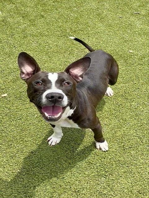 LEONARD, Adoptable, Adult Male Pit Bull Terrier.
