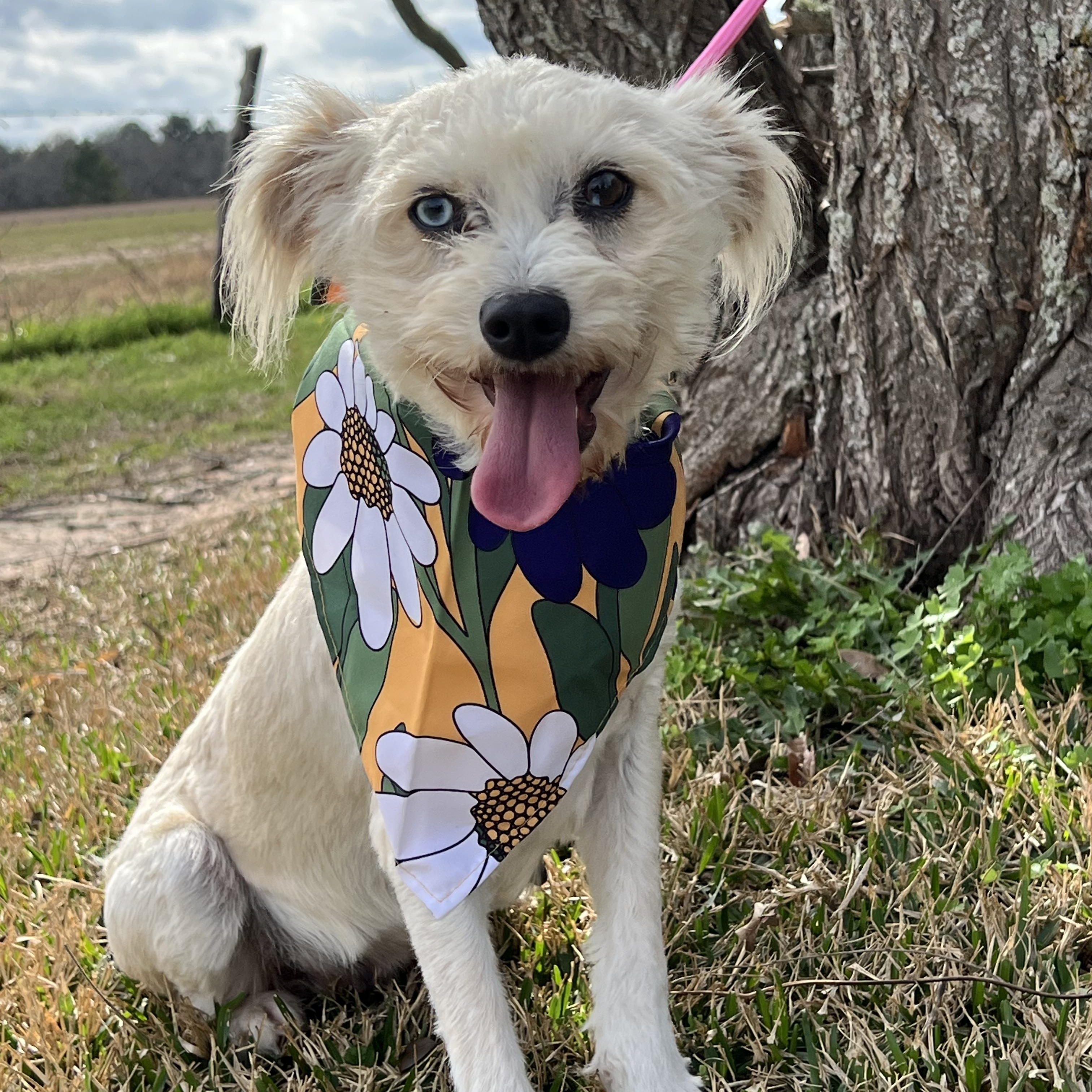 CHELSEY, adopted, Young Female West Highland White Terrier / Westie.