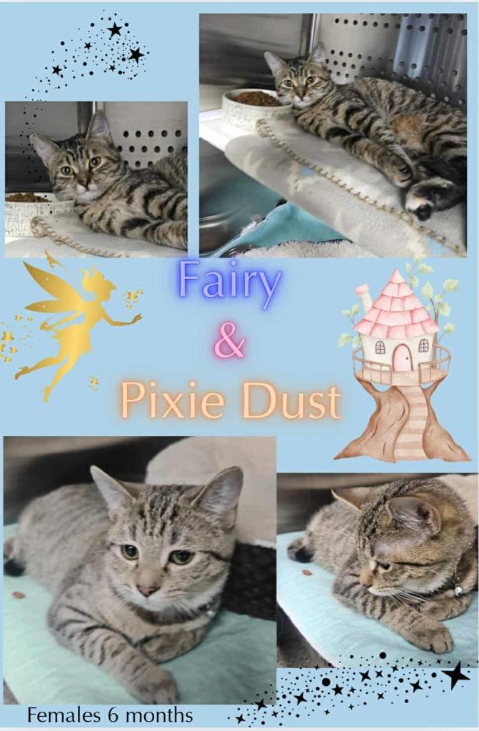 Pixie Dust, Adoptable, Young Female Domestic Short Hair.