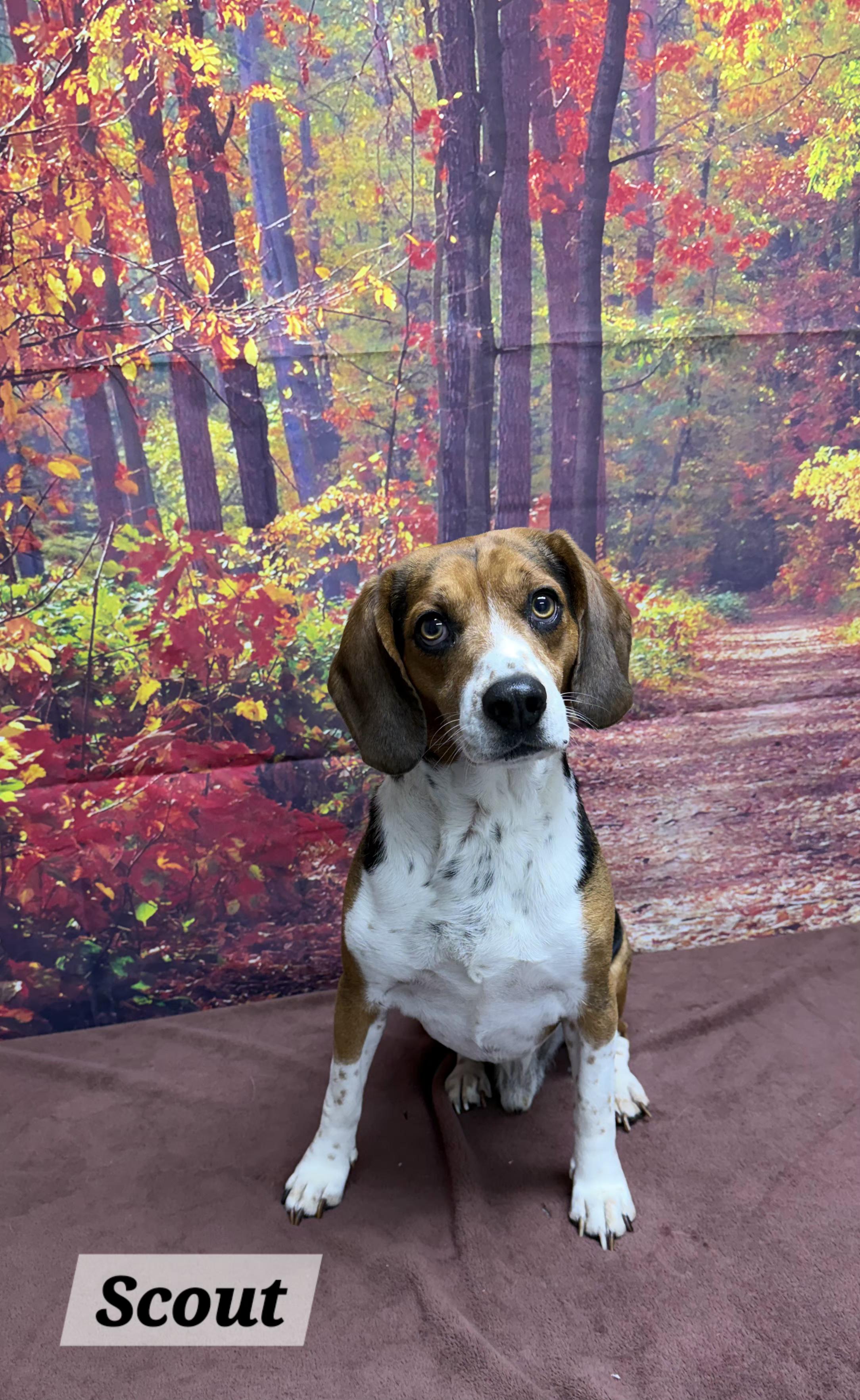 Scout, Adoptable, Adult Male Beagle.