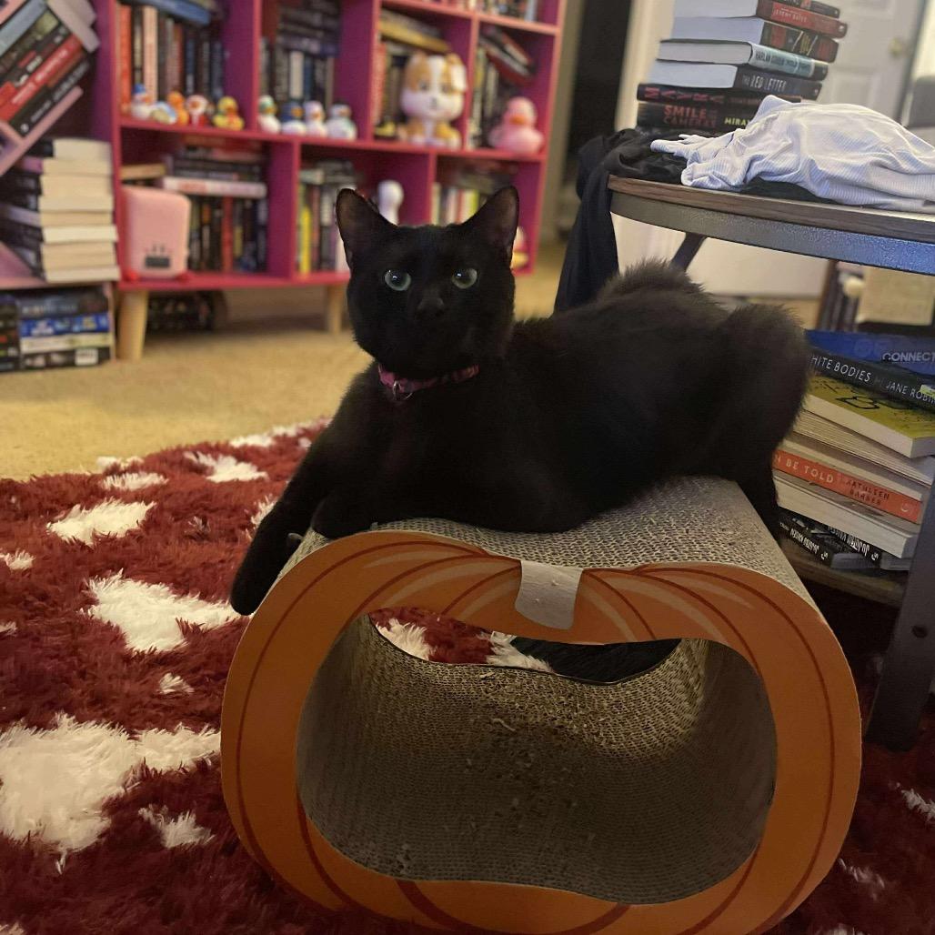 Jasmine, Adoptable, Adult Female Domestic Short Hair.