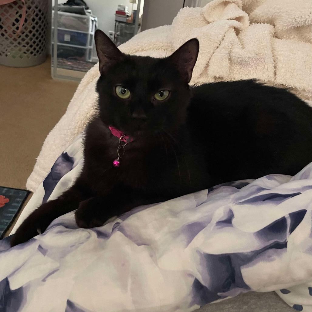 Enlarge Jasmine, a Adoptable Domestic Short Hair in Hedgesville, WV image 2/6