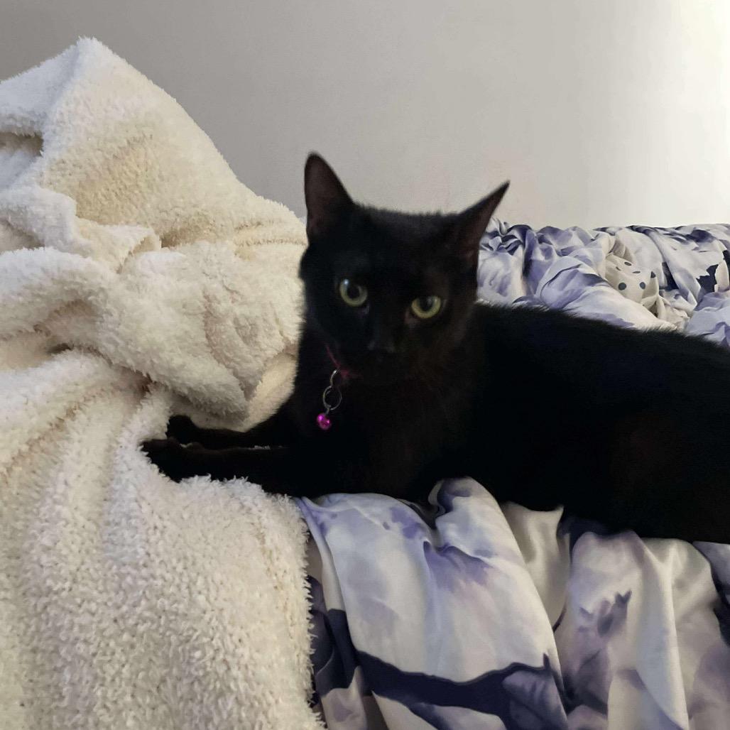 Enlarge Jasmine, a Adoptable Domestic Short Hair in Hedgesville, WV image 3/6