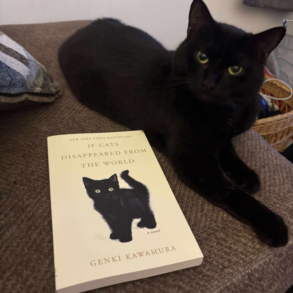 Enlarge Jasmine, a Adoptable Domestic Short Hair in Hedgesville, WV image 4/6