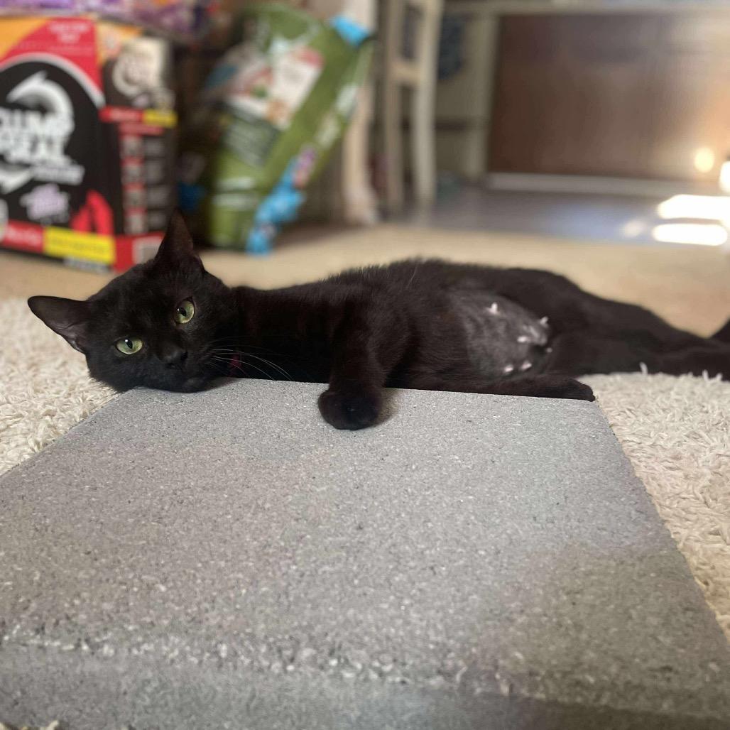 Enlarge Jasmine, a Adoptable Domestic Short Hair in Hedgesville, WV image 5/6