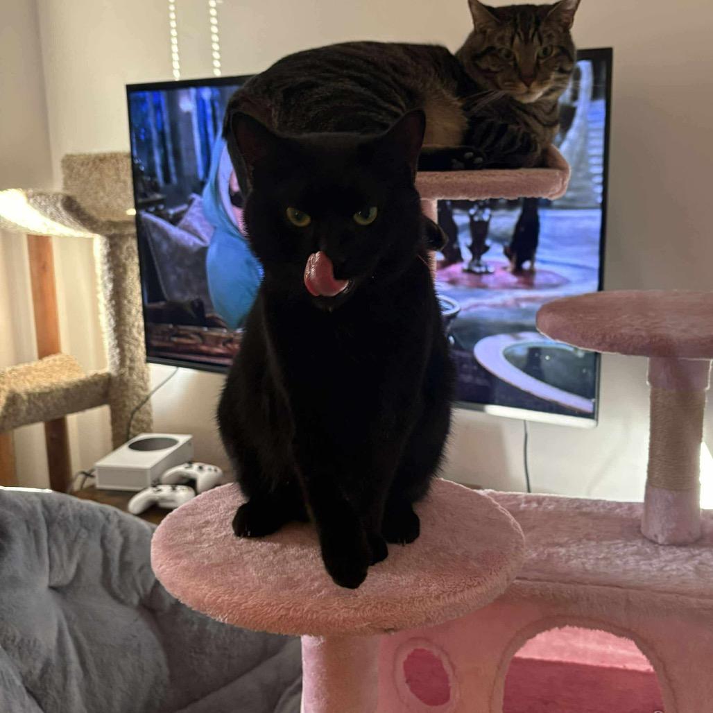 Enlarge Jasmine, a Adoptable Domestic Short Hair in Hedgesville, WV image 6/6