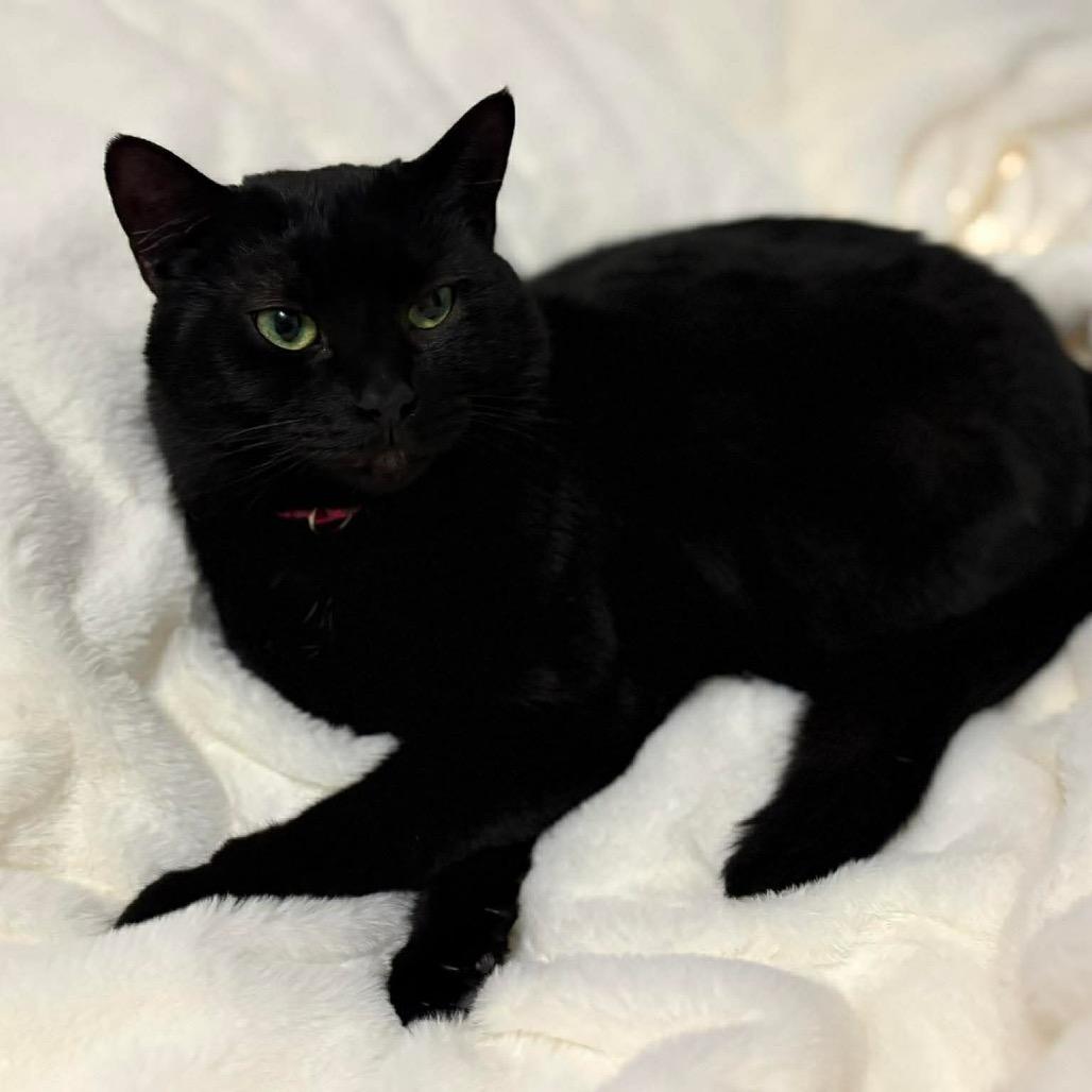 Enlarge Jasmine, a Adoptable Domestic Short Hair in Hedgesville, WV image 6/6