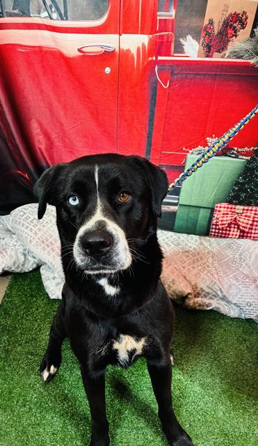 Enlarge JOSIE, a Adoptable mixed breed in Globe, AZ image 1/1