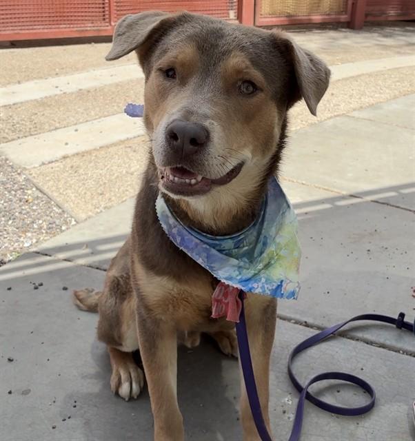 SNICKERDOODLE, Adoptable, Young Male Rottweiler & Chesapeake Bay Retriever.