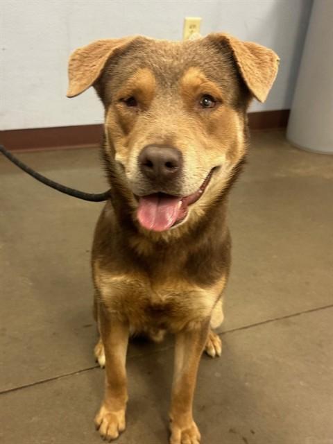 SNICKERDOODLE, Adoptable, Young Male Rottweiler & Chesapeake Bay Retriever.