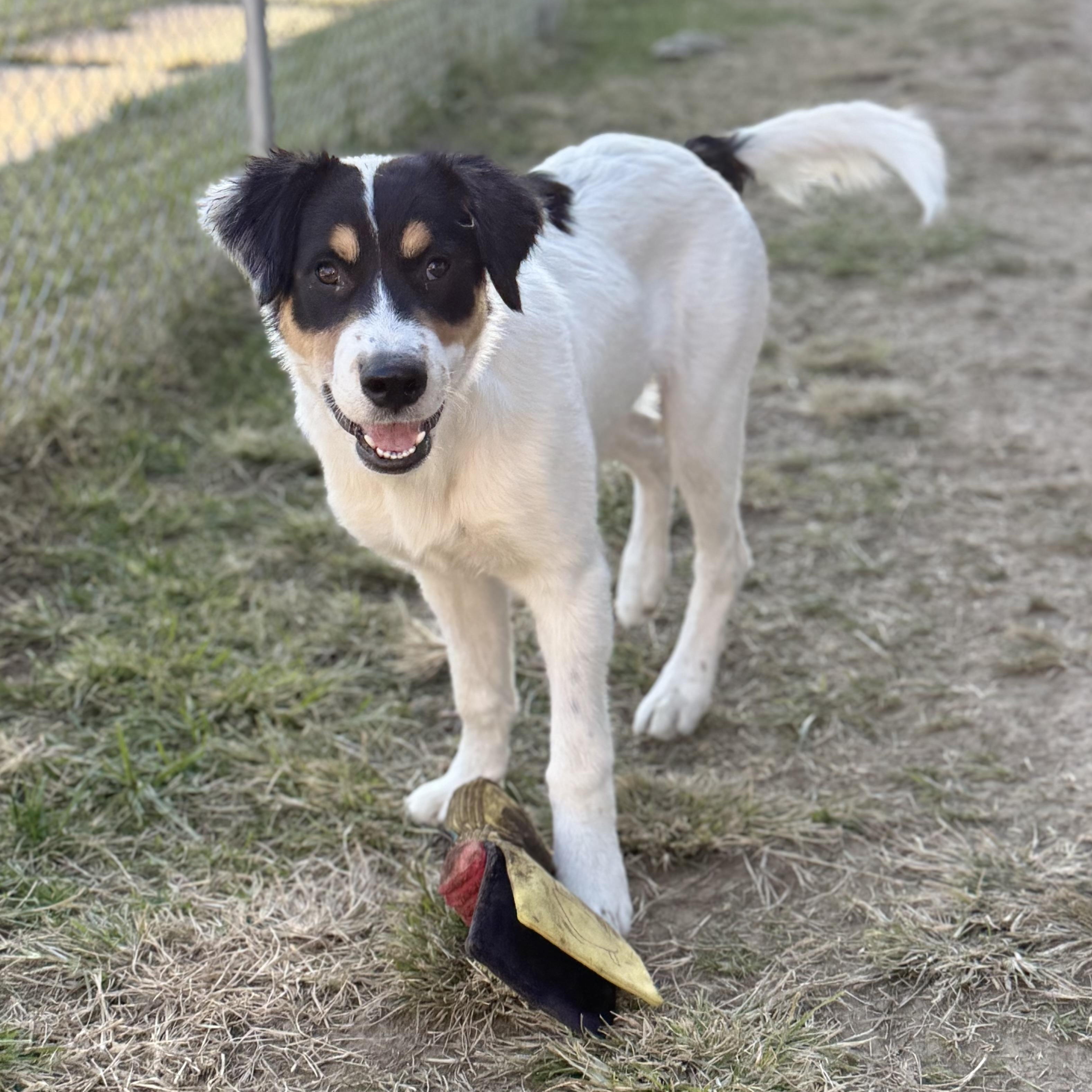 Border Collie Pinterst Shem - Adoptable Pet | Petfinder