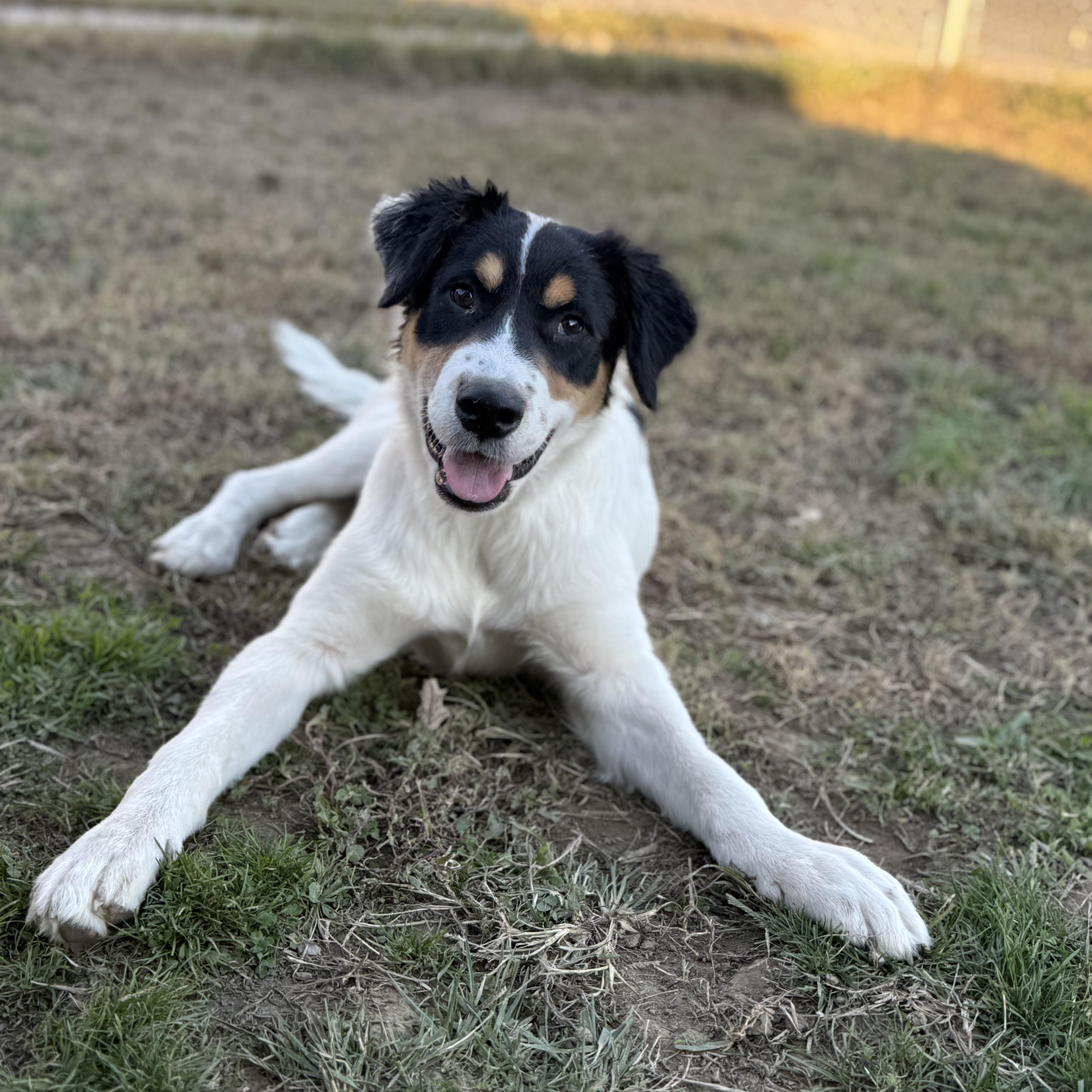Border Collie Pinterst Shem - Adoptable Pet | Petfinder