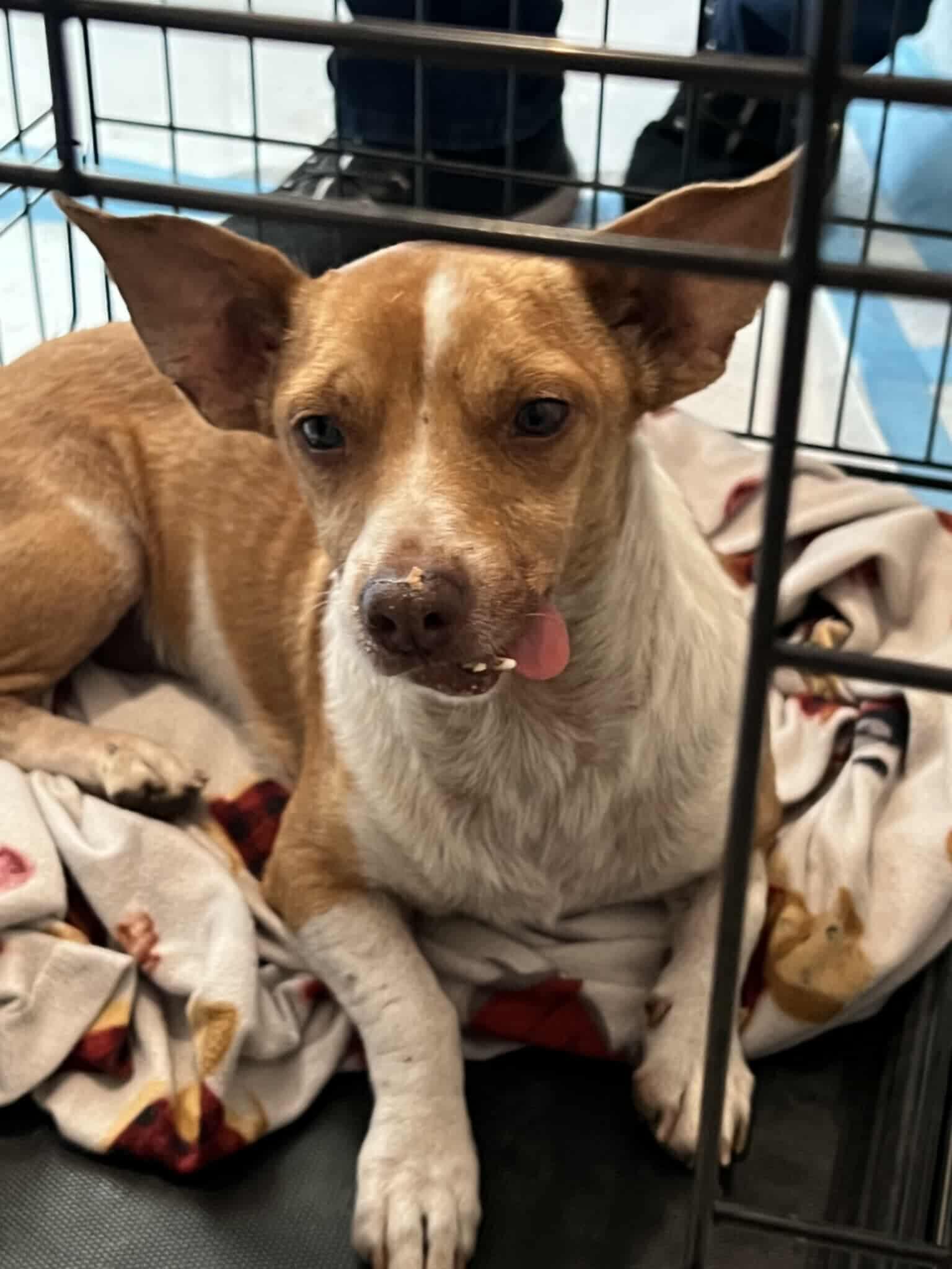 Kane, Adoptable, Adult Male Chihuahua.