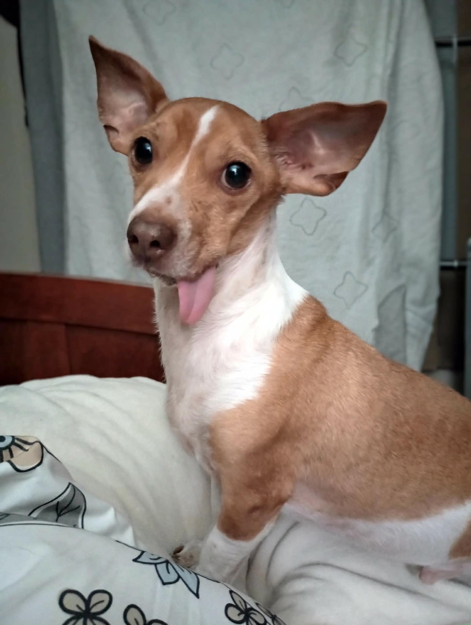 Kane, a Adoptable Chihuahua in Visalia, CA image 2/2