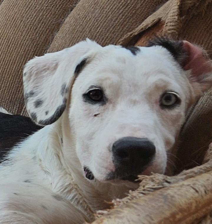 Enlarge Tammy, a Adoptable mixed breed in Newport Beach, CA image 1/3