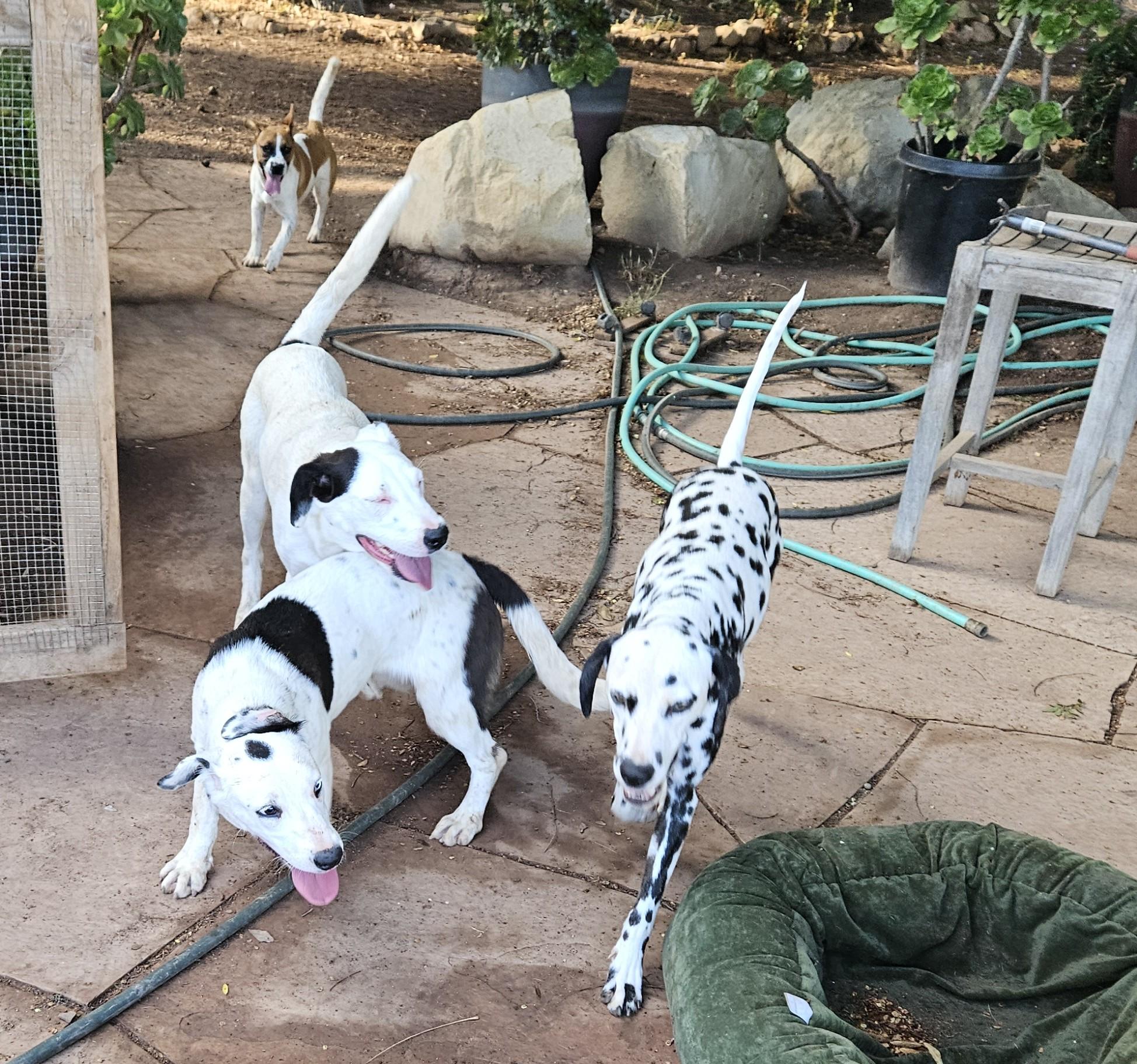 Enlarge Tammy, a Adoptable mixed breed in Newport Beach, CA image 2/3