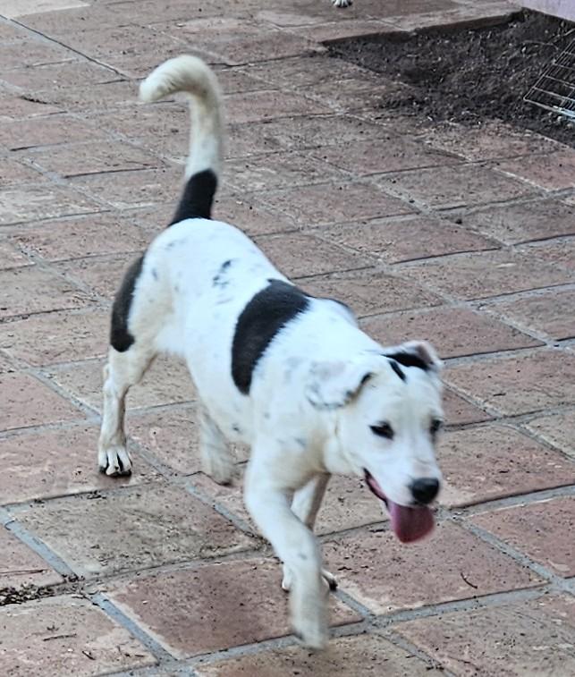 Enlarge Tammy, a Adoptable mixed breed in Newport Beach, CA image 3/3