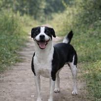 Enlarge Brenie, a Adoptable Mixed Breed in Poland, IN image 1/3