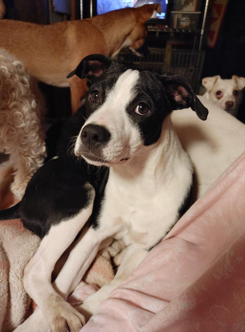 Brenie, Adoptable, Young Female Mixed Breed.