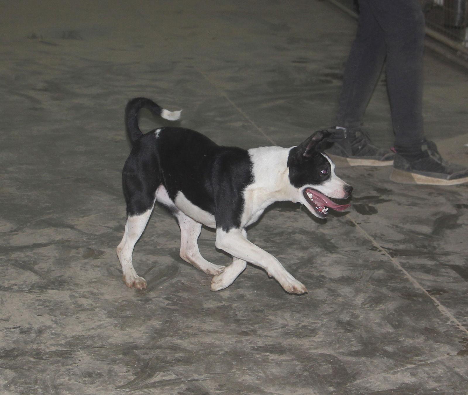 Enlarge Brenie, a Adoptable Mixed Breed in Poland, IN image 2/3