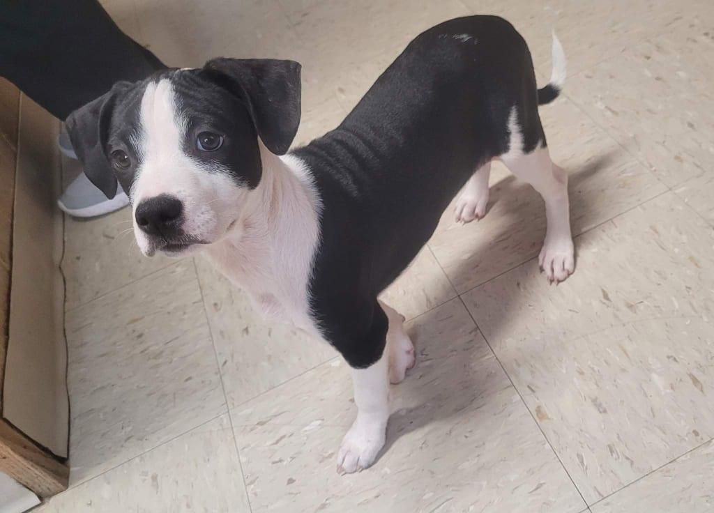 Enlarge Brenie, a Adoptable Mixed Breed in Poland, IN image 3/3