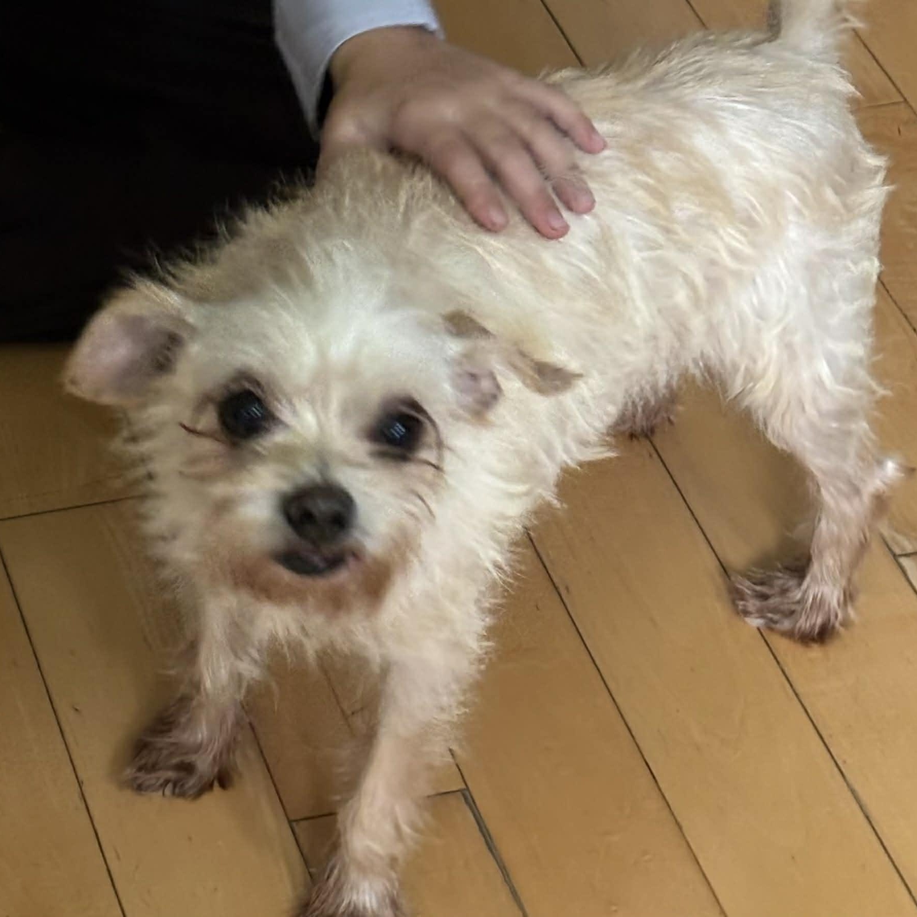 Enlarge Voltz, a Adoptable mixed breed in Windsor, ON image 2/6