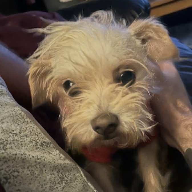 Enlarge Voltz, a Adoptable mixed breed in Windsor, ON image 3/6