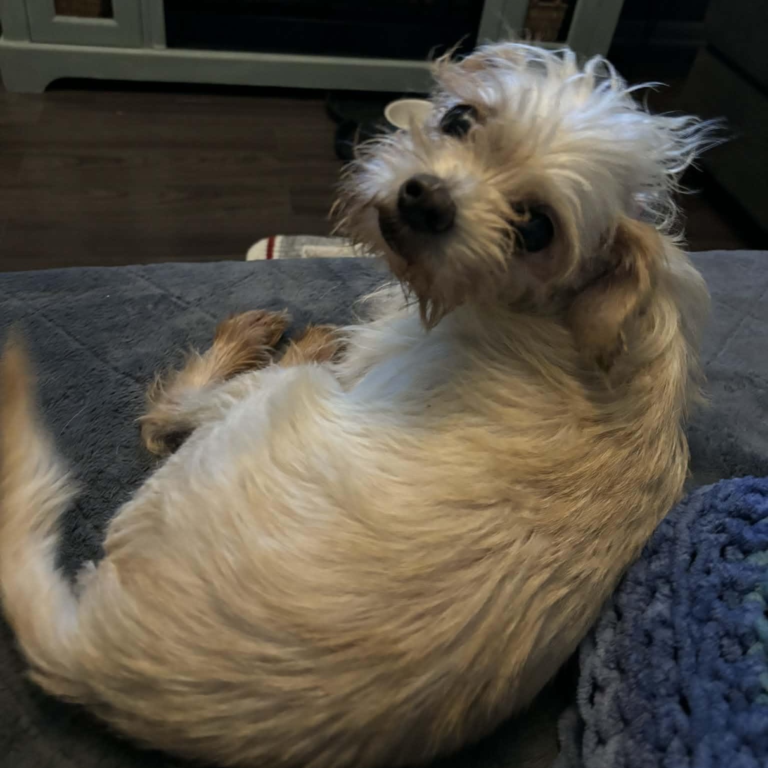 Enlarge Voltz, a Adoptable mixed breed in Windsor, ON image 4/6