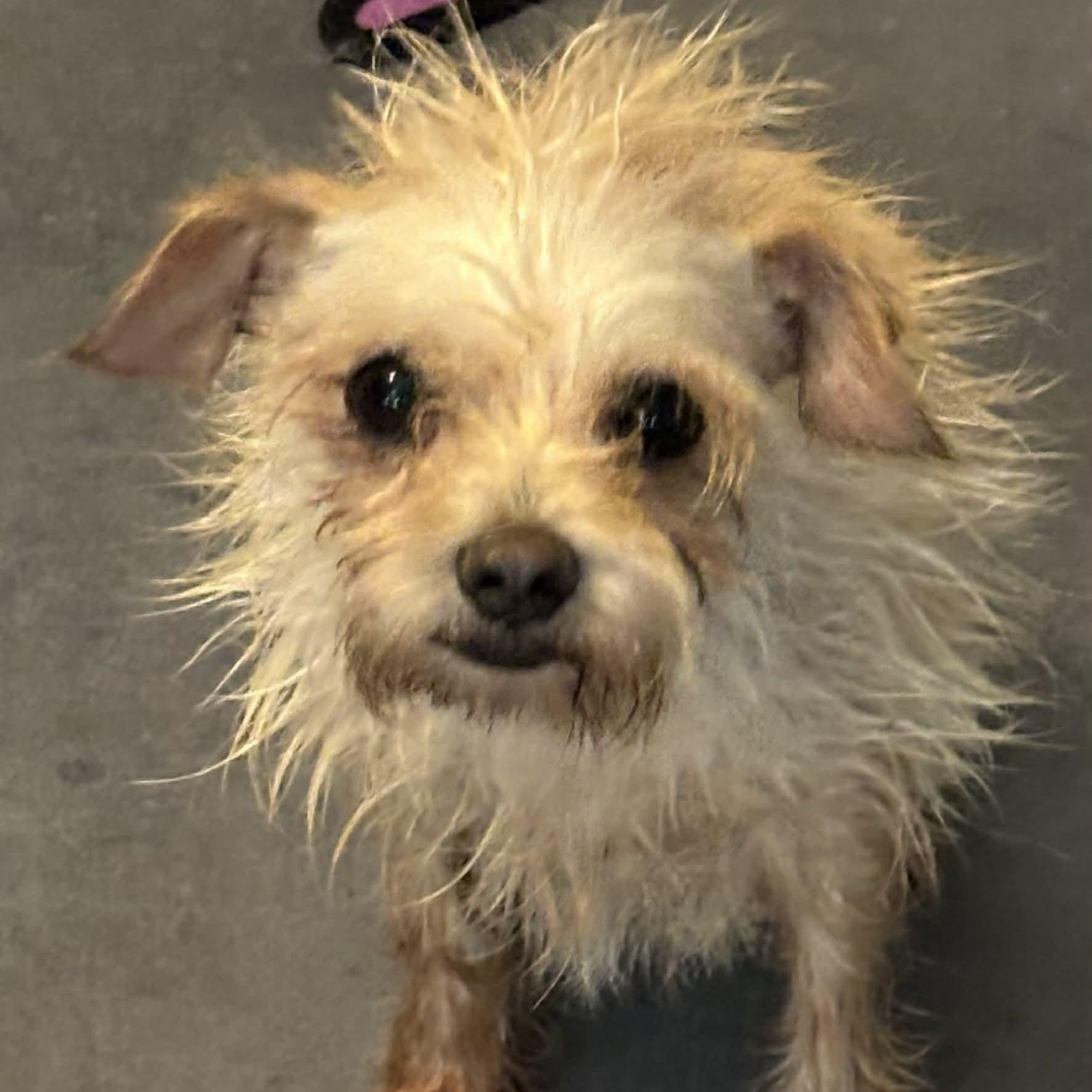 Enlarge Voltz, a Adoptable mixed breed in Windsor, ON image 1/6