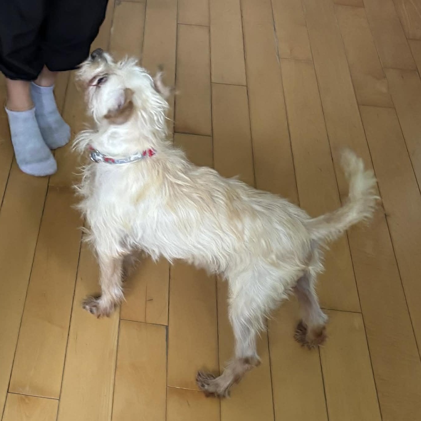 Enlarge Voltz, a Adoptable mixed breed in Windsor, ON image 5/6