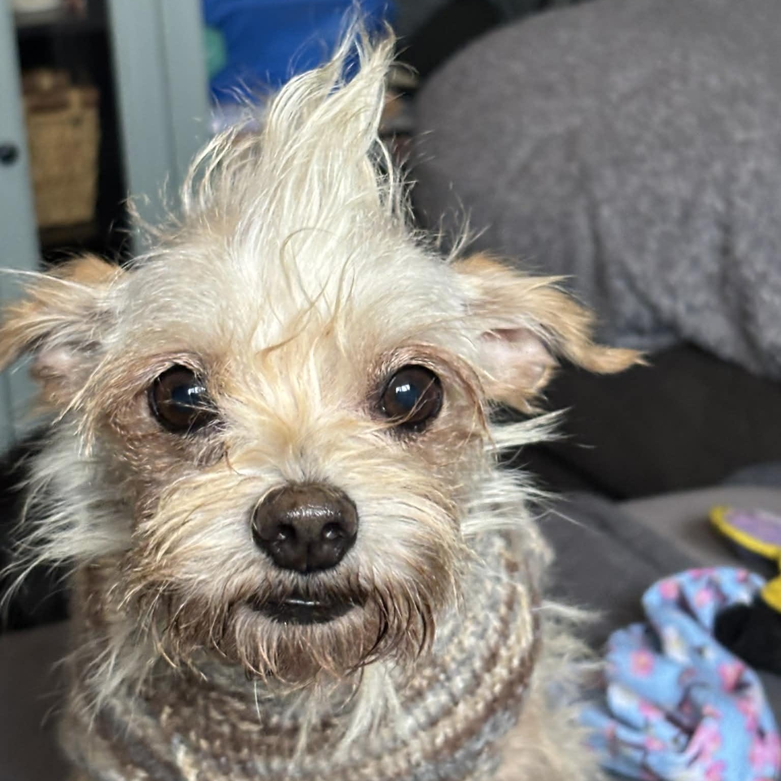 Enlarge Voltz, a Adoptable mixed breed in Windsor, ON image 6/6