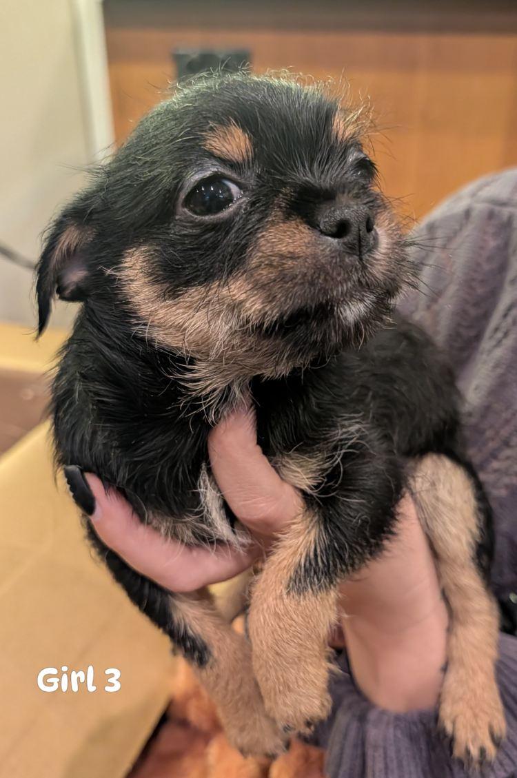 Enlarge Girl from Scotch's litter, a Adoptable mixed breed in Brockport, NY image 1/1