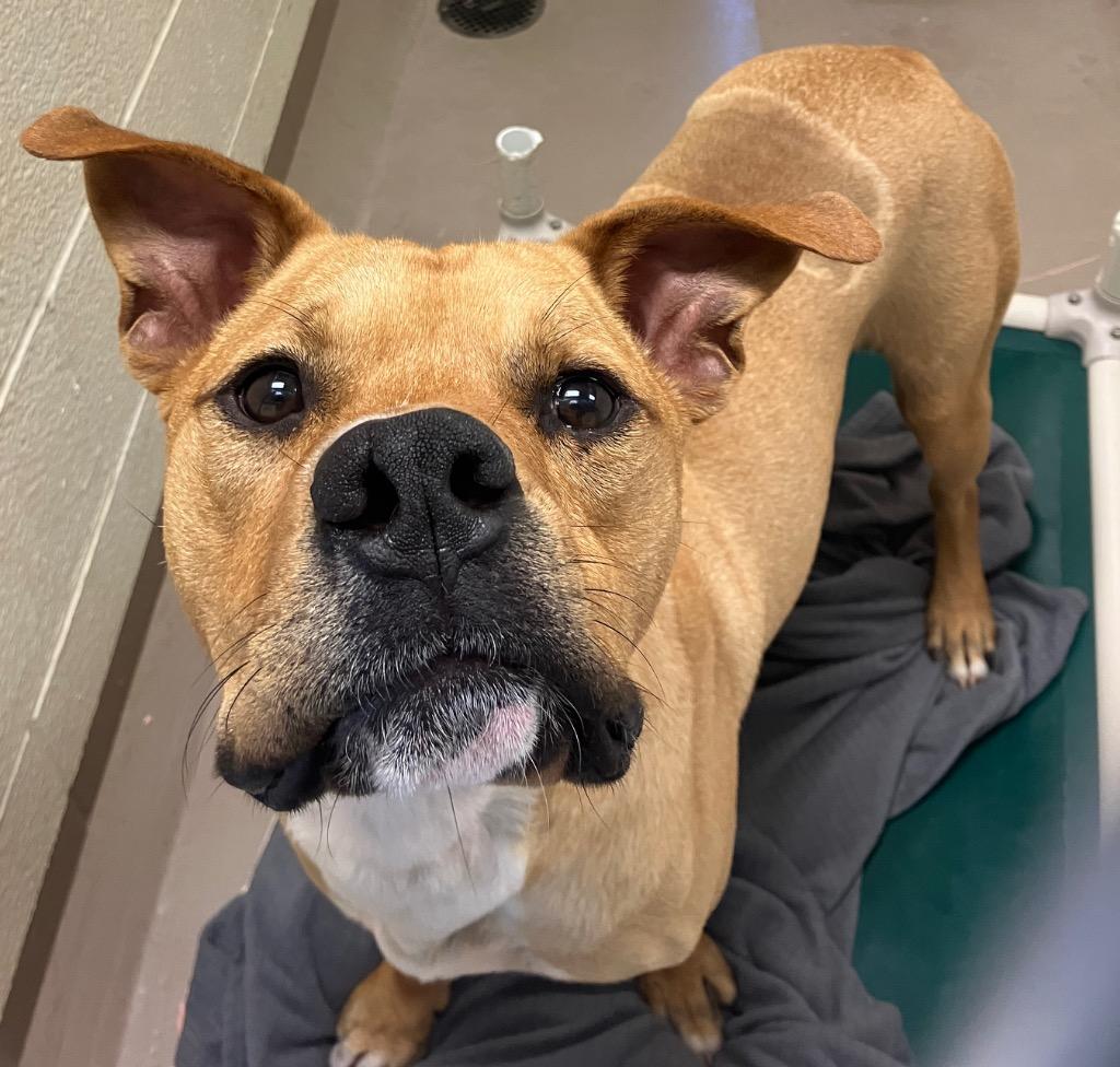 Enlarge Posty *Sponsored Adoption, a Adoptable mixed breed in Christiansburg, VA image 1/4