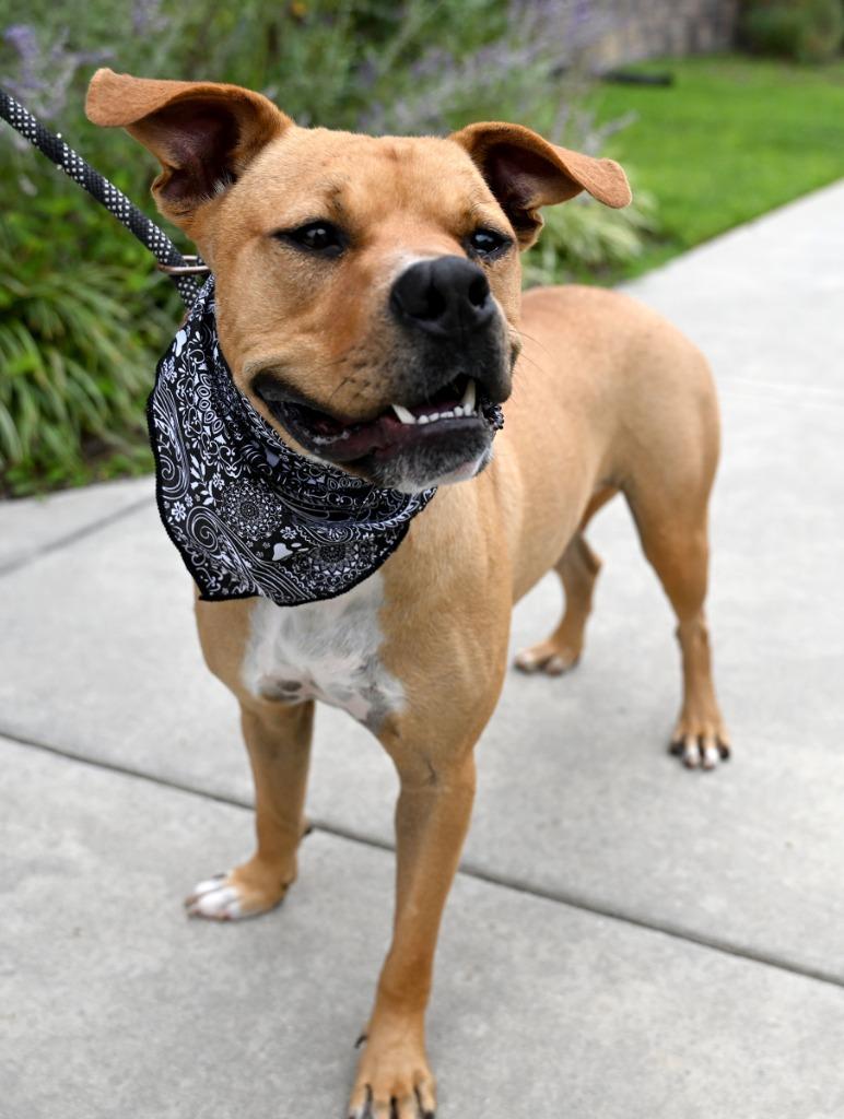 Enlarge Posty *Sponsored Adoption, a Adoptable mixed breed in Christiansburg, VA image 2/4