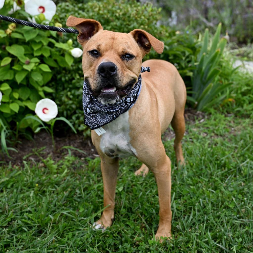 Enlarge Posty *Sponsored Adoption, a Adoptable mixed breed in Christiansburg, VA image 2/4