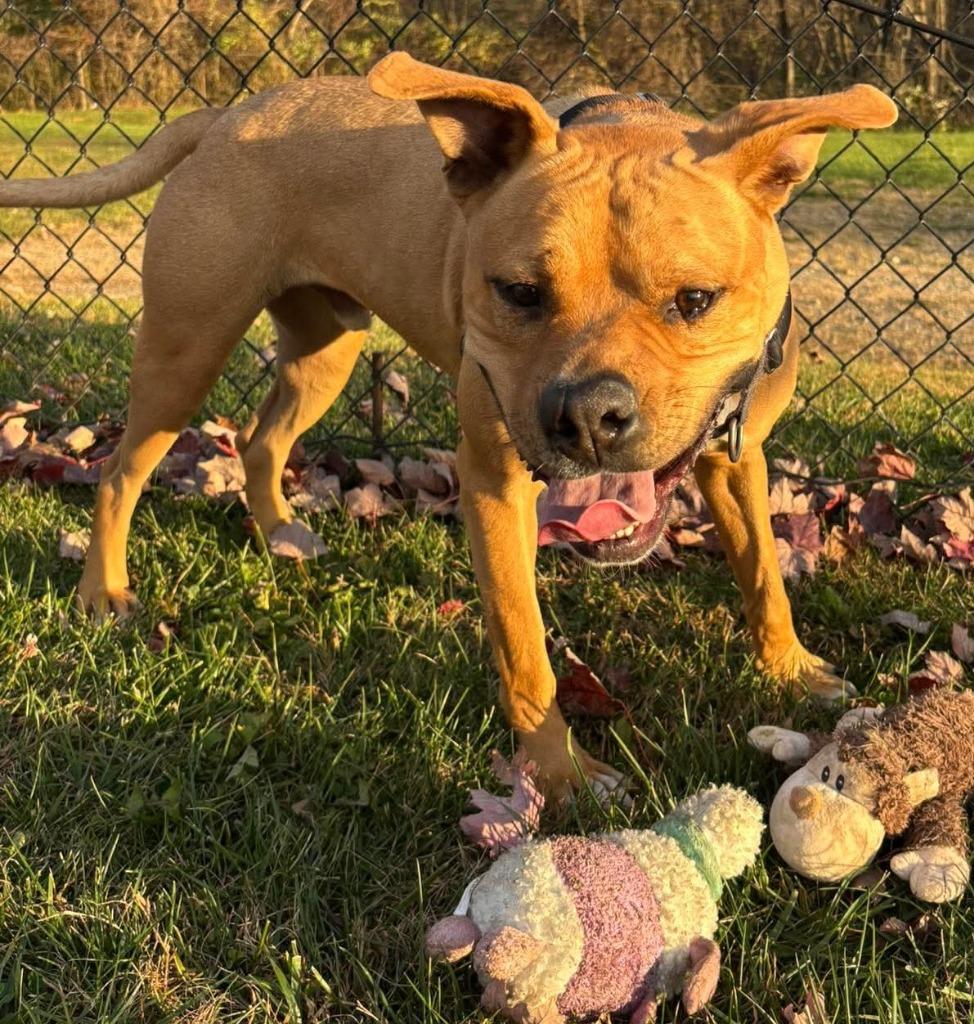 Enlarge Posty *Sponsored Adoption, a Adoptable mixed breed in Christiansburg, VA image 4/4
