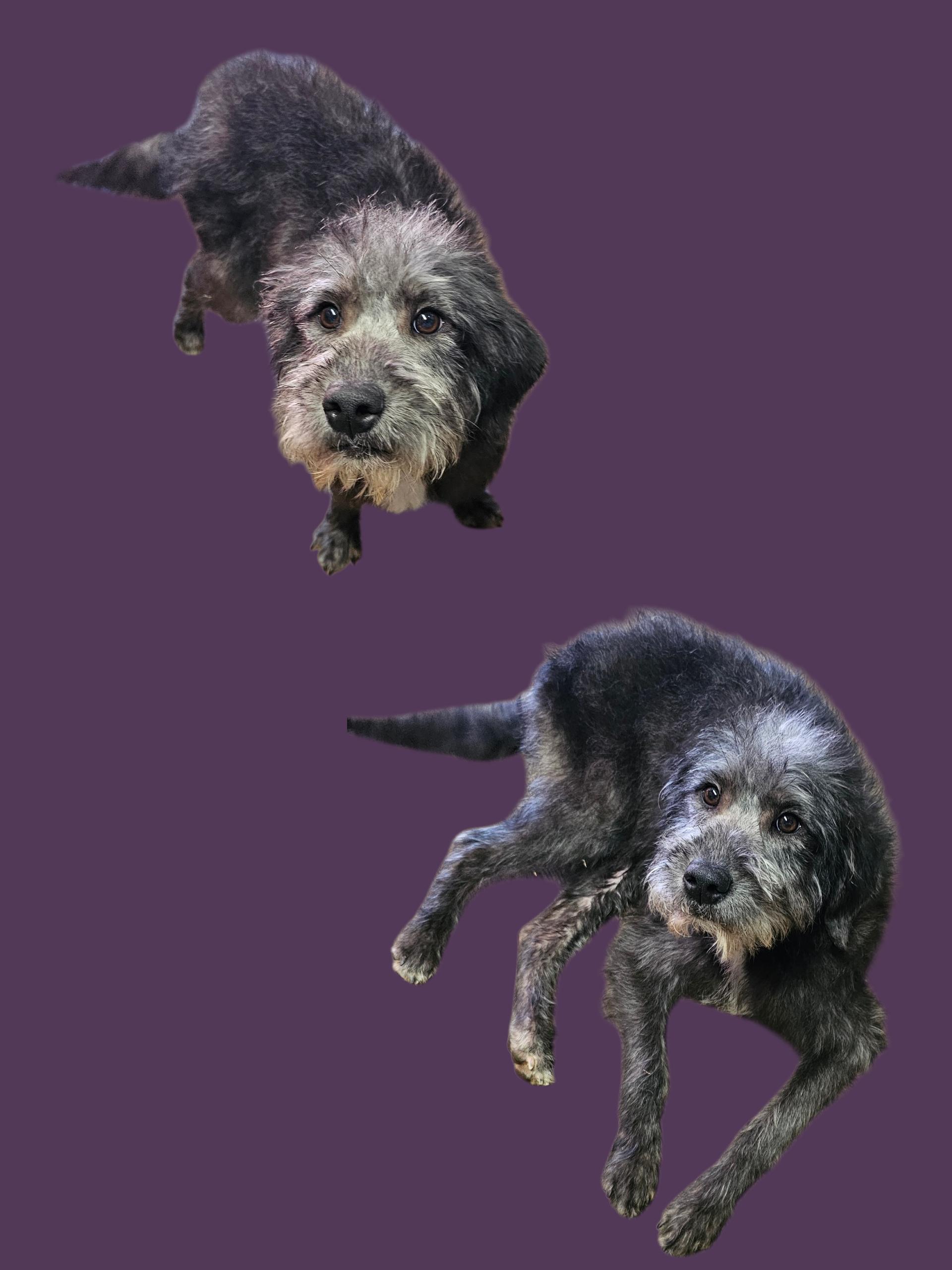 Enlarge Kate, an adopted mixed breed in Chesnee, SC image 1/4