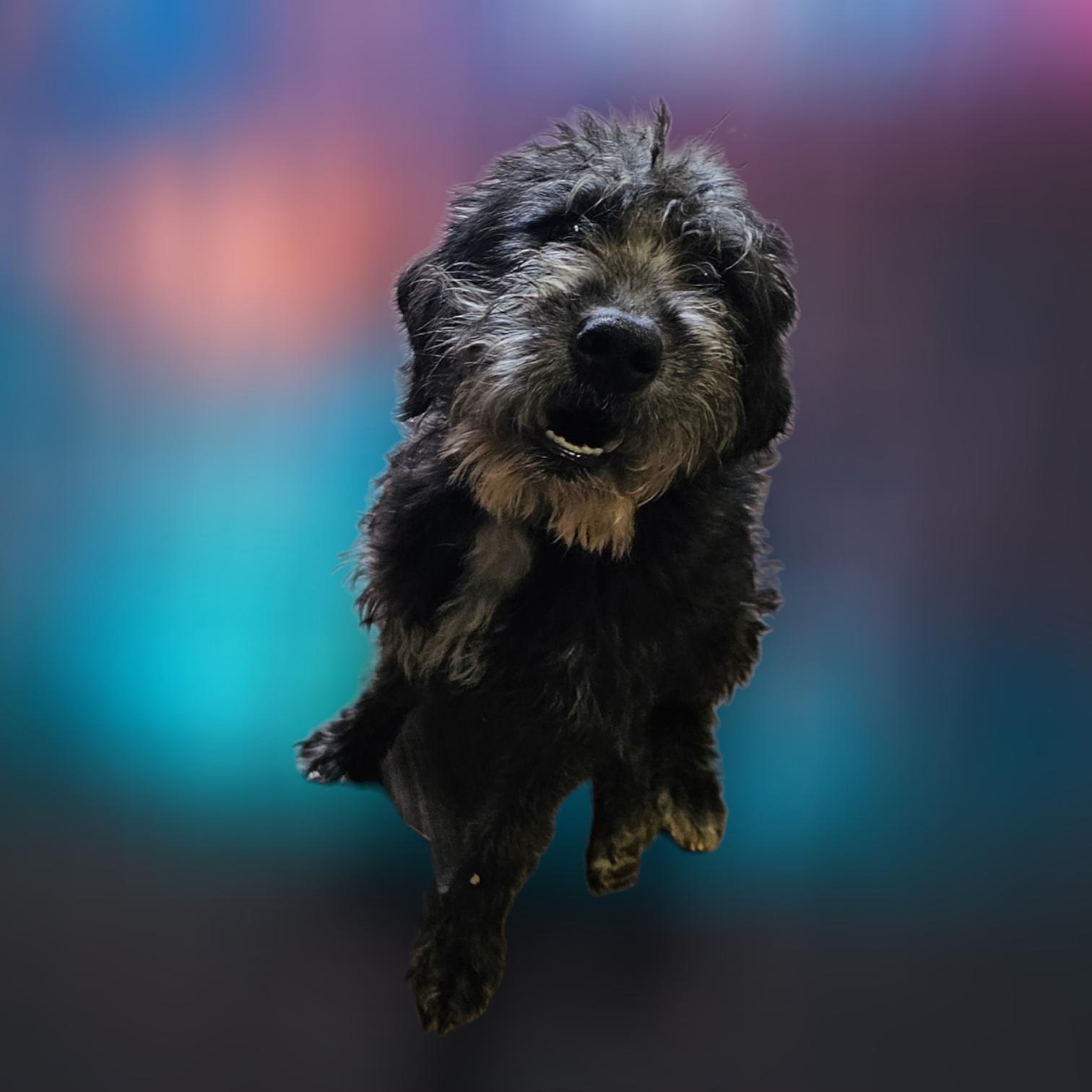 Enlarge Kate, an adopted mixed breed in Chesnee, SC image 3/4