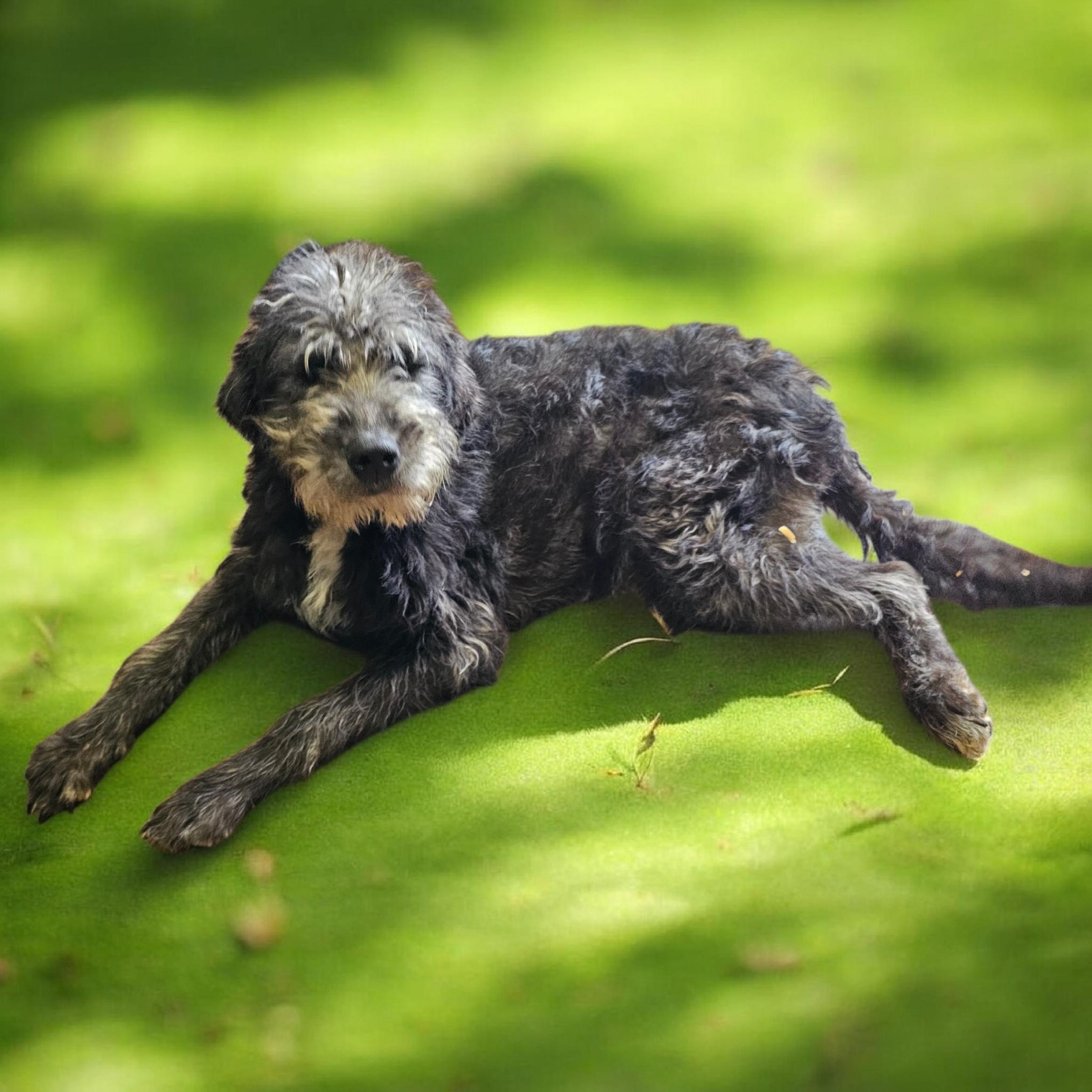 Enlarge Kate, an adopted mixed breed in Chesnee, SC image 2/4