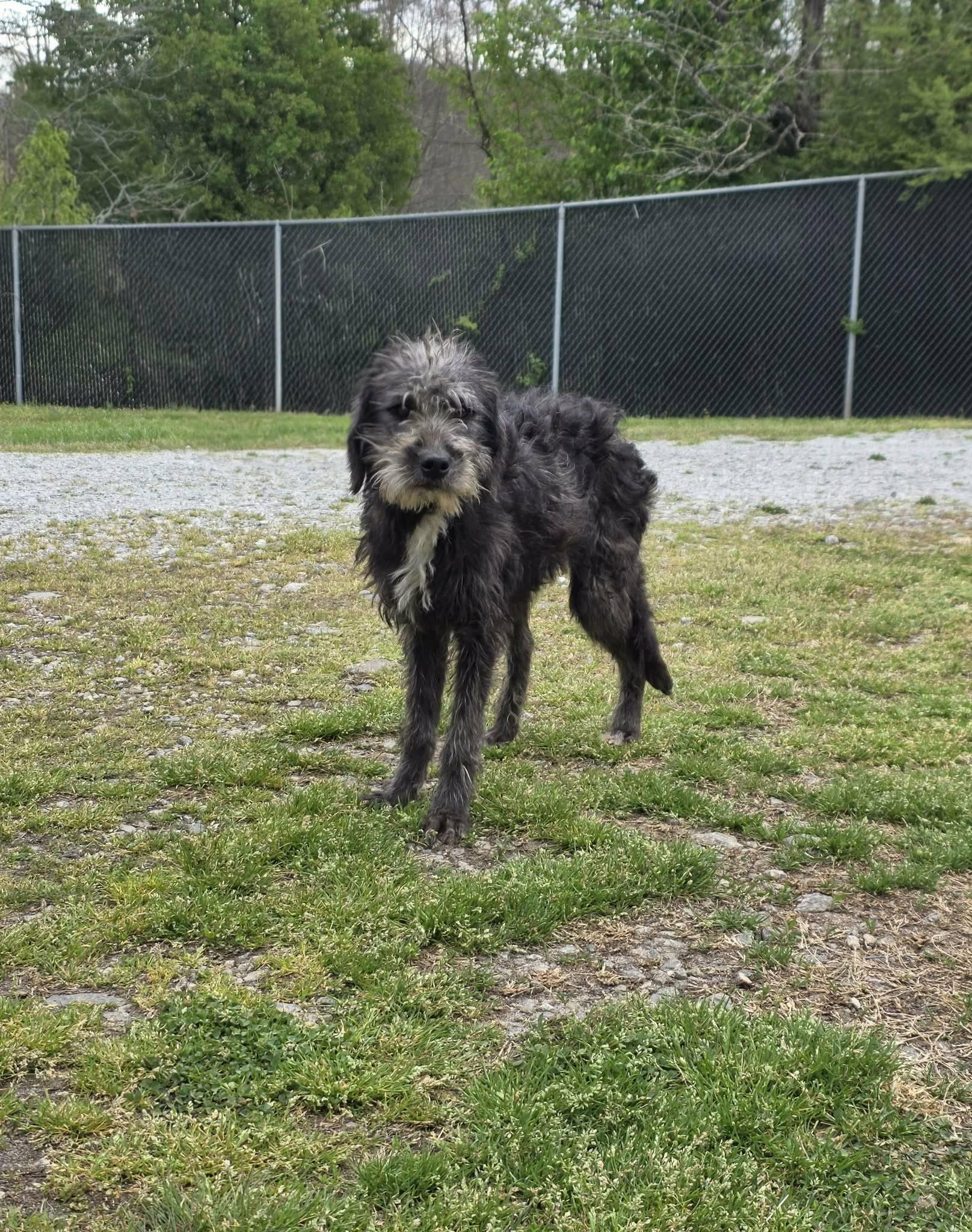 Enlarge Kate, an adopted mixed breed in Chesnee, SC image 4/4