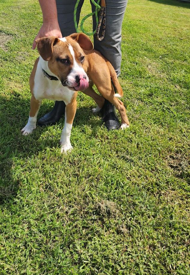 Frankie 194-26, a ADOPTABLE mixed breed in Cambridge, OH image 4/4