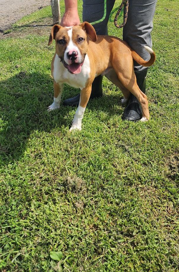 Frankie 194-26, a ADOPTABLE mixed breed in Cambridge, OH image 3/4