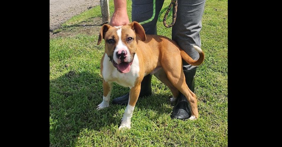 Frankie 194-26, ADOPTABLE, Young Male Boxer.
